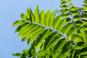 sinensis - afbeelding 2