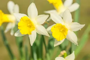 narcissus hybr. 'topolino' P9 - afbeelding 4