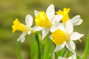 narcissus hybr. 'topolino' P9 - afbeelding 2