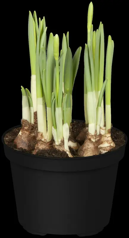 narcissus hybr. 'topolino' P9 - afbeelding 3