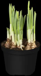 narcissus hybr. 'topolino' P9 - afbeelding 3