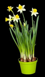 narcissus hybr. 'topolino' P9 - afbeelding 4