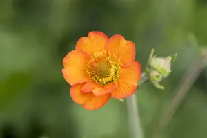 geum hybr. 'totally tangerine'® P9 - afbeelding 5