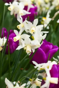 narcissus hybr. 'toto' P9 - afbeelding 2