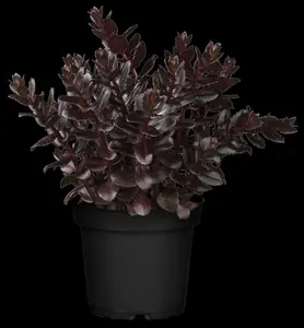 sedum tel. 'touchdown teak'® P9 - afbeelding 2