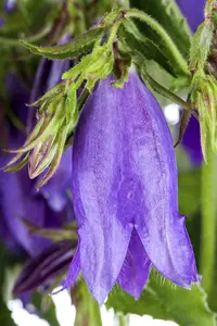 campanula trachelium P9