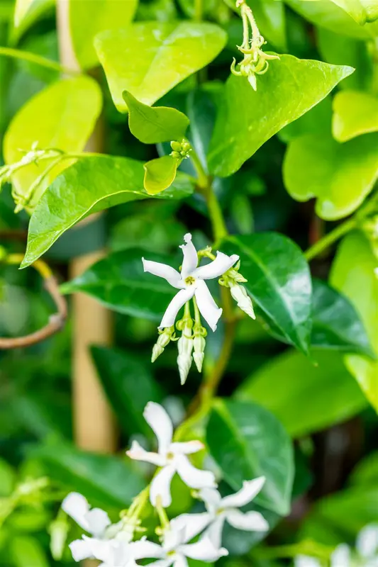 Trachelospermum jasminoides 180X100X40 QUICKHEDGE - afbeelding 2