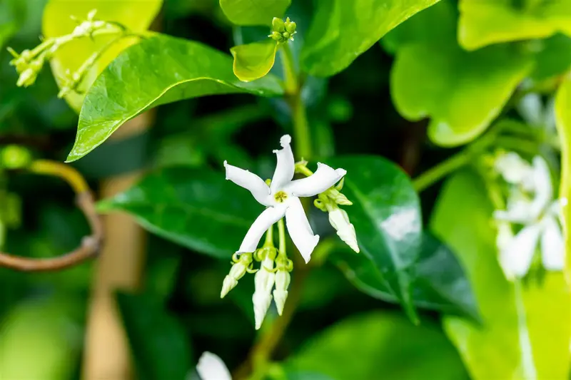 Trachelospermum jasminoides 180X100X40 QUICKHEDGE - afbeelding 1