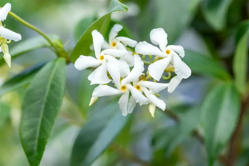 Trachelospermum jasminoides 180X100X40 QUICKHEDGE - afbeelding 3