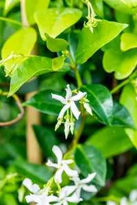 Trachelospermum jasminoides 300-350   C25 - afbeelding 2