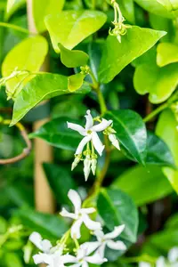 jasminoides - afbeelding 2
