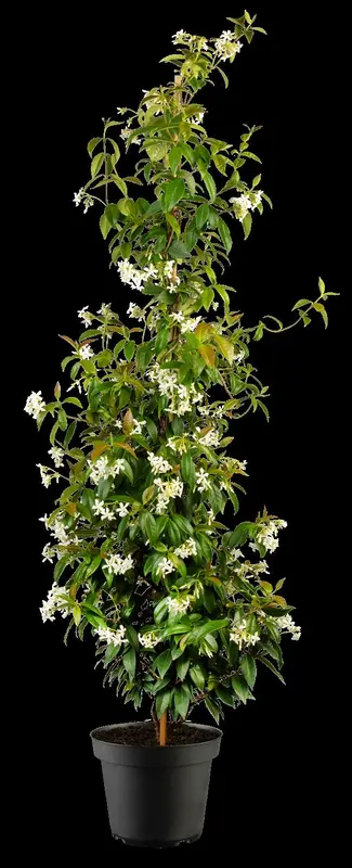 jasminoides - afbeelding 3