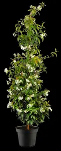jasminoides - afbeelding 3
