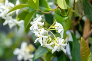 Trachelospermum jasminoides OP STAM   C9 - afbeelding 4