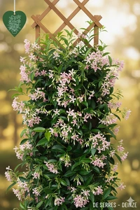 Trachelospermum jasminoides 'Star Of Ibiza' C (50- 60)