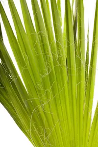 Trachycarpus fortunei (chamaerops exelsa) 100-125   C30