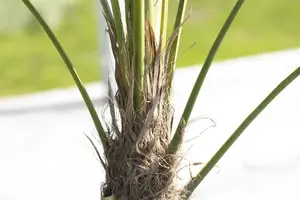 Trachycarpus fortunei (chamaerops exelsa) 80-100   C55 CEPEE - afbeelding 5