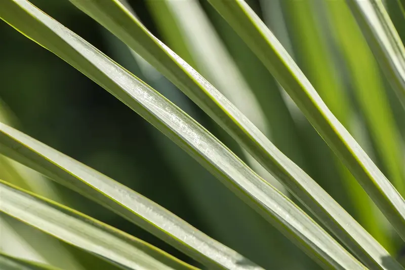 Trachycarpus fortunei (chamaerops exelsa) STAM/140-160 C130 - afbeelding 4
