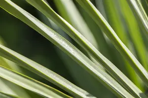 Trachycarpus fortunei (chamaerops exelsa) STAM/240-260 C230 - afbeelding 4