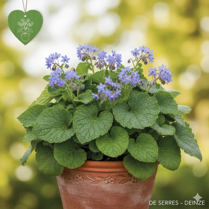 Trachystemon orientalis P11