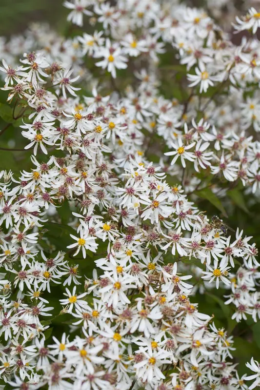 Aster div. 'Tradescant' P9 - afbeelding 1