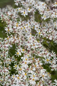 Aster div. 'Tradescant' P9 - afbeelding 3
