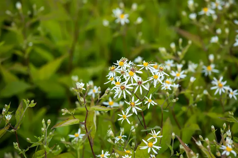 Aster div. 'Tradescant' P9 - afbeelding 2