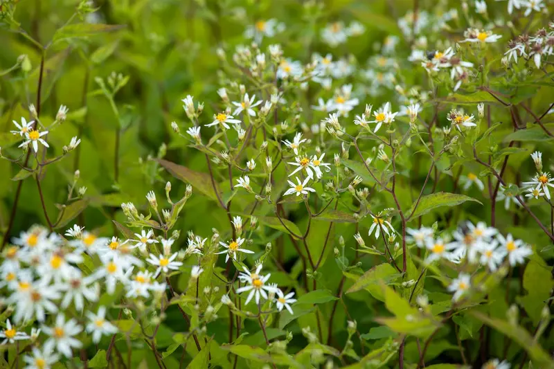 Aster div. 'Tradescant' P9 - afbeelding 3