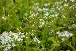 Aster div. 'Tradescant' P9 - afbeelding 3