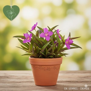 Tradescantia andersoniana 'JS® Brainstorm'