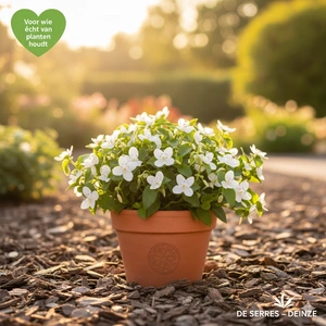 Tradescantia andersoniana 'Osprey' P9