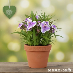 Tradescantia andersoniana 'Bilberry Ice' P9