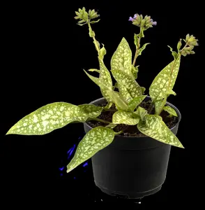 pulmonaria hybr. 'trevi fountain' P9