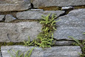 asplenium trichomanes P9 - afbeelding 3