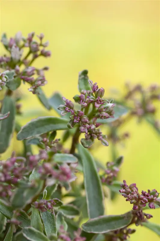sedum spur. 'tricolor' P9 - afbeelding 2