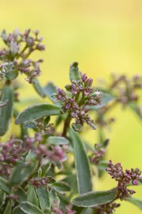 sedum spur. 'tricolor' P9 - afbeelding 2