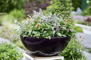salvia off. 'tricolor' P9 - afbeelding 2