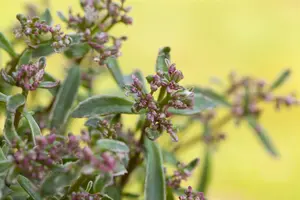 sedum spur. 'tricolor' P9 - afbeelding 1