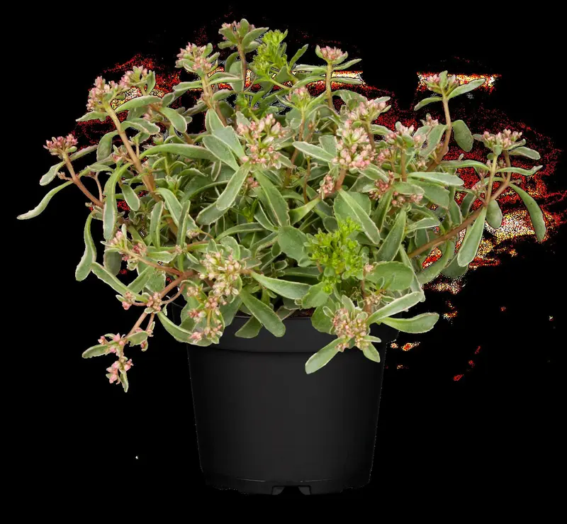 sedum spur. 'tricolor' P9 - afbeelding 3