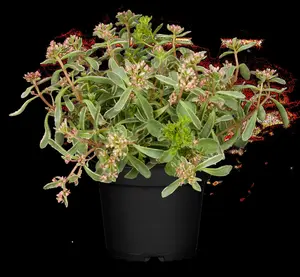 sedum spur. 'tricolor' P9 - afbeelding 3