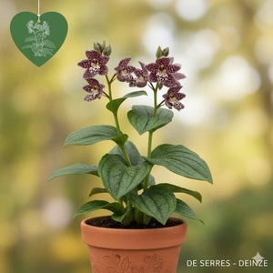 Tricyrtis formosana 'Dark Form' P9