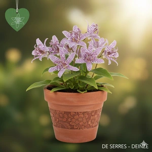 Tricyrtis hirta 'Miyazaki' P9