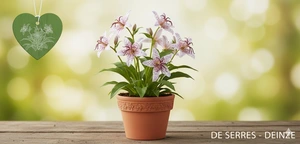 Tricyrtis hirta 'Tojen' P9