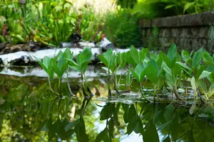 menyanthes trifoliata P9 - afbeelding 2