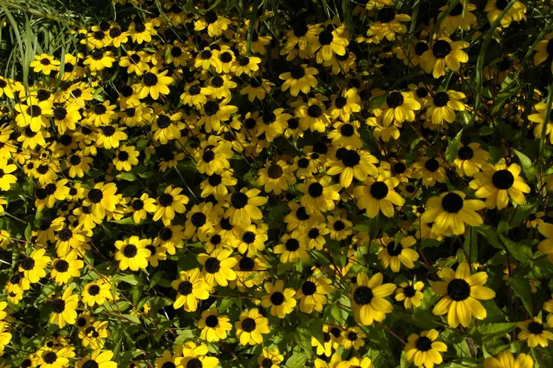 rudbeckia triloba P9 - afbeelding 2