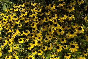 rudbeckia triloba P9 - afbeelding 2