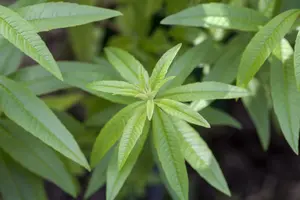 aloysia triphylla (lippia citriodora) P9 - afbeelding 5