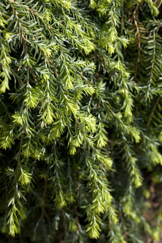 Tsuga can. 'Cole's Prostrate' 25- 30 C6 - afbeelding 1