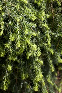 Tsuga can. 'Cole's Prostrate' 25- 30   C6 - afbeelding 1