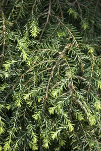 Tsuga can. 'Cole's Prostrate' 25- 30 C6 - afbeelding 2